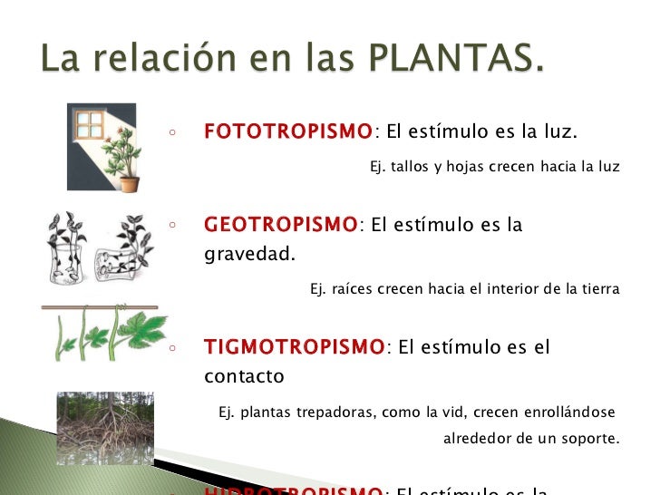 Que es fototropismo y ejemplos 29 Que es fototropismo y ejemplos 46